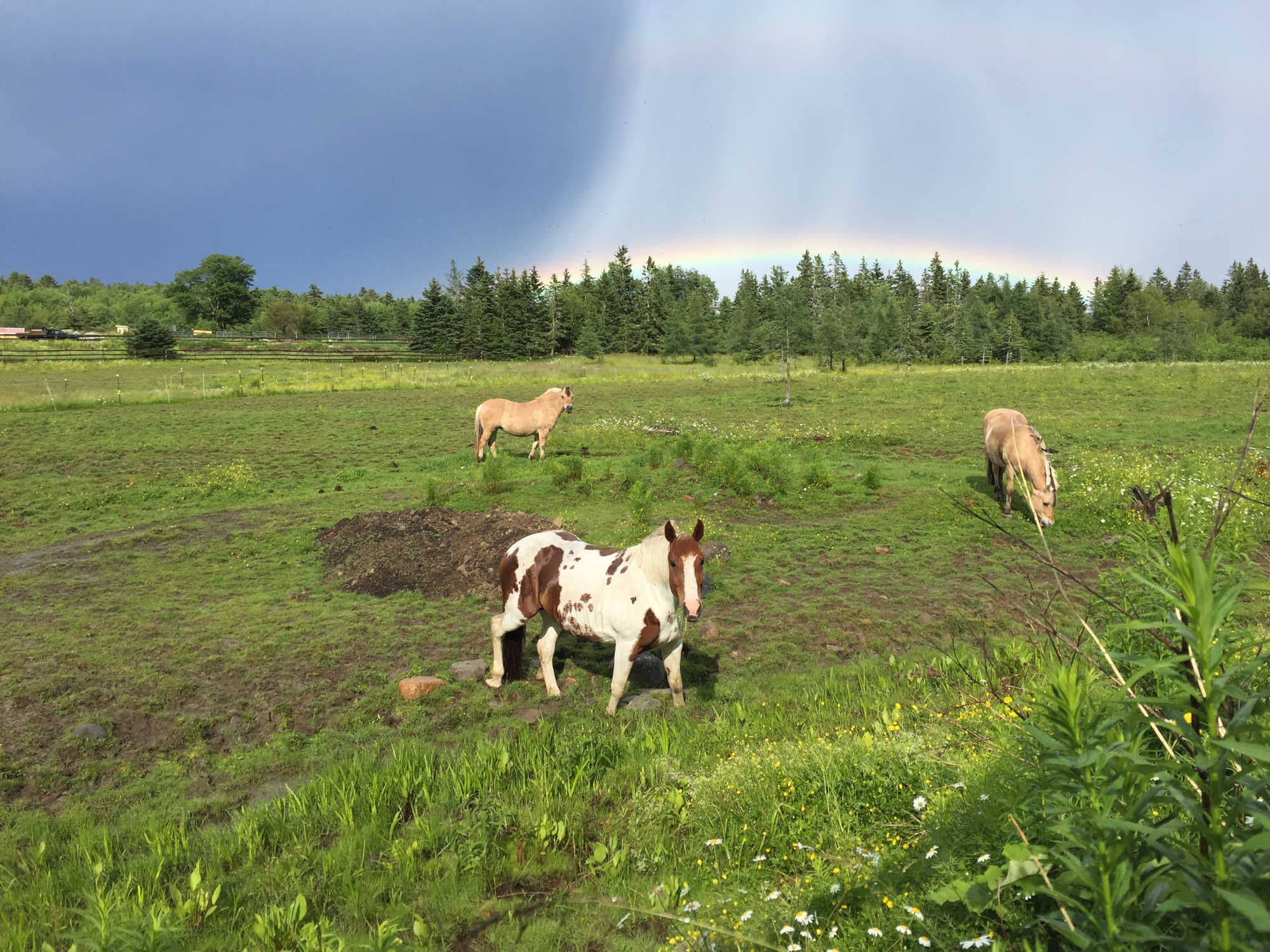 Three horses in a field under a rainbow.