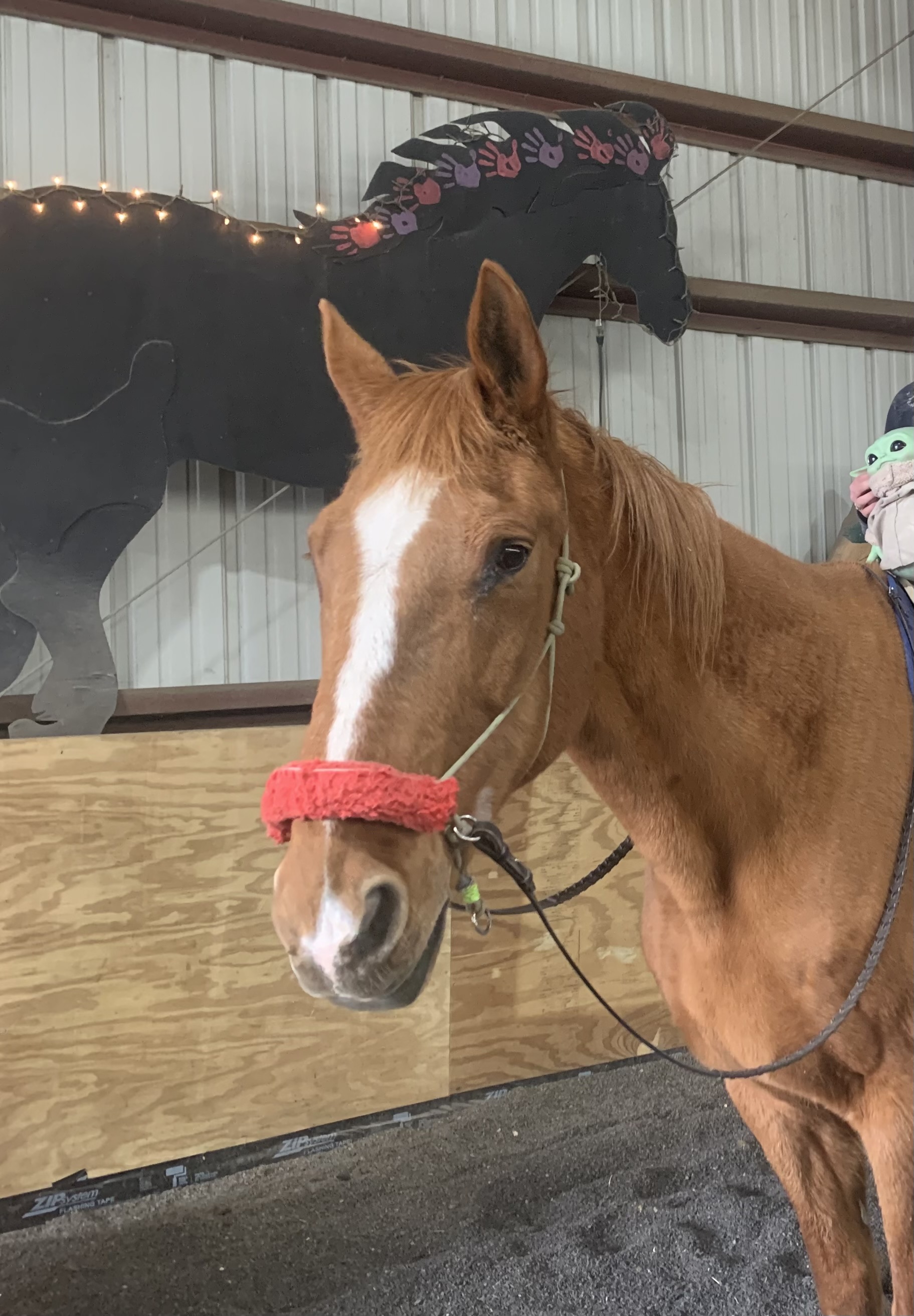 Wilbur the horse wearing bridle in riding arena
