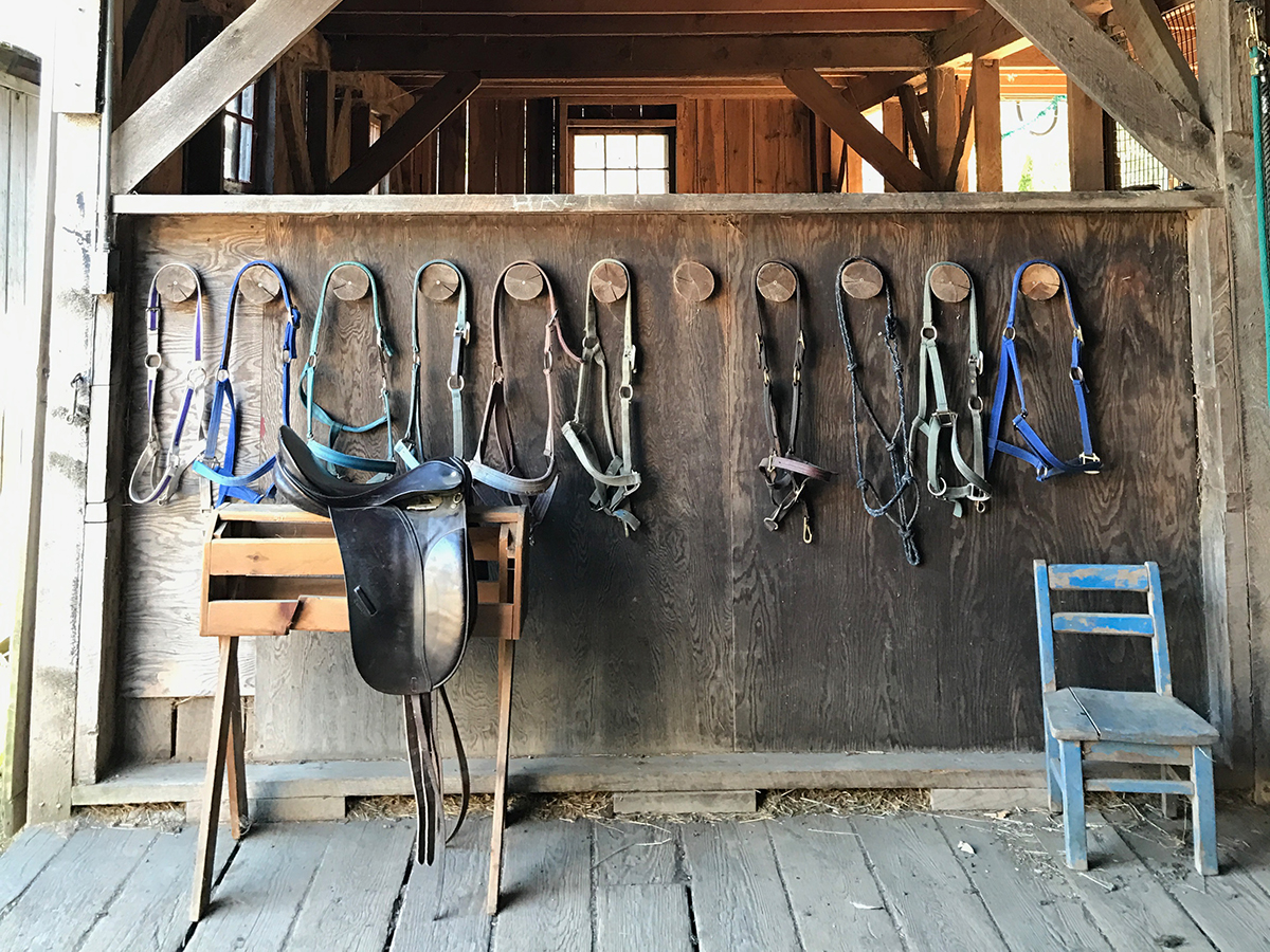 Bridles on hooks in tack room at Willowind